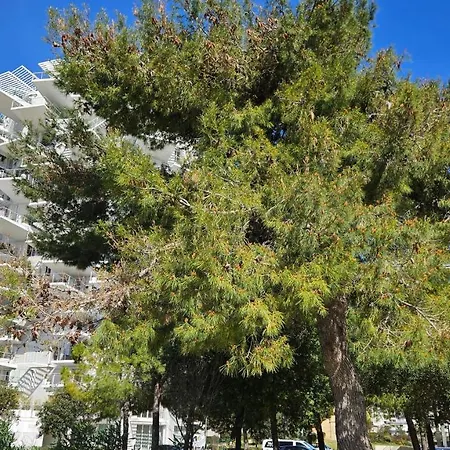 Arbre Blanc, Folie Montpellieraine Montpellier